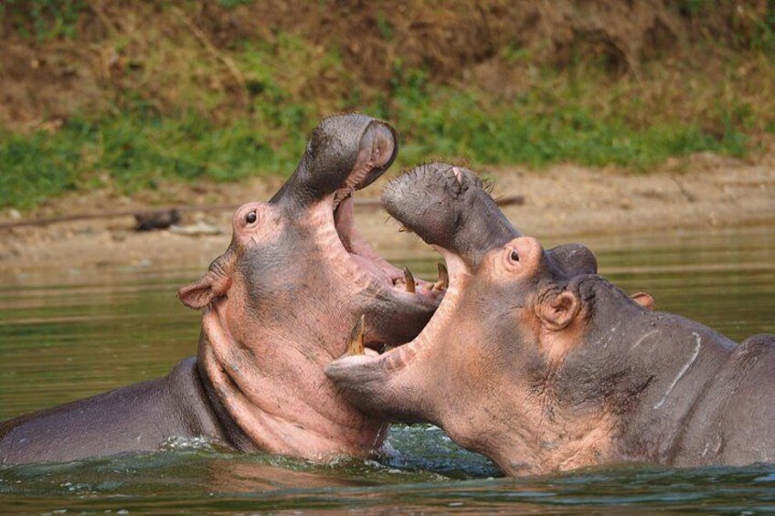 Two hippos in water, one with its mouth open. 4