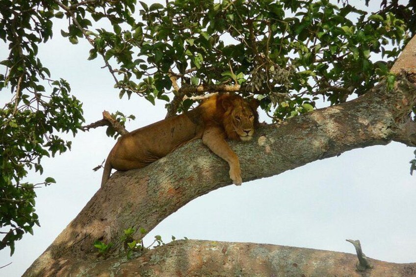 A lion resting on a tree branch. 5