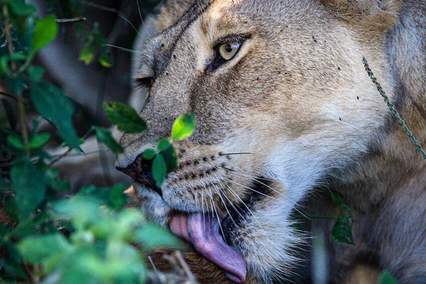 A lion resting with its tongue out, surrounded by greenery. 3