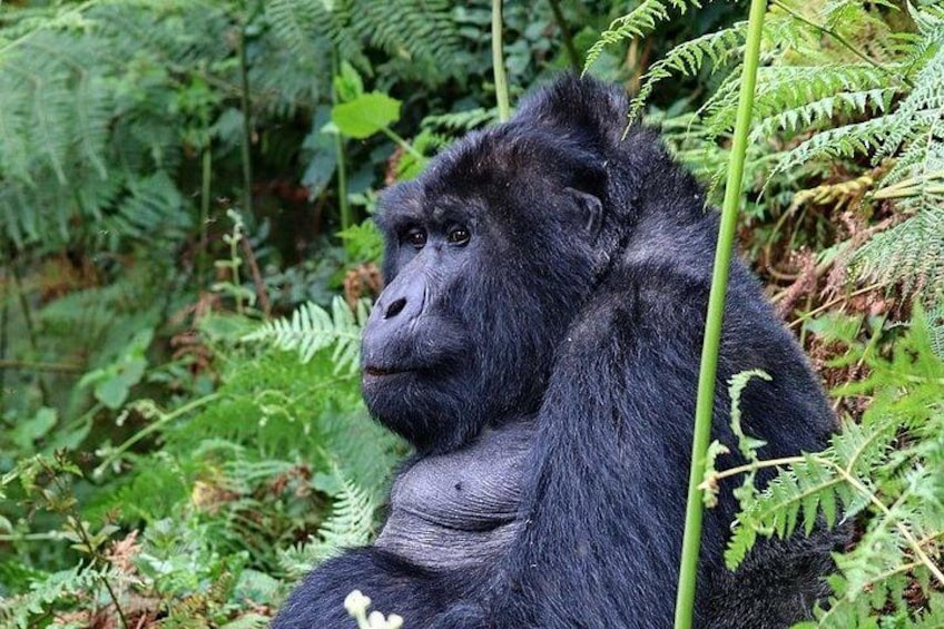 A gorilla sitting among dense green foliage. 1