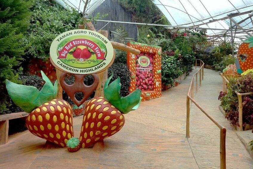 Et drivhus med en indgang i jordbær-tema, der inkluderer en stor jordbærskulptur og et skilt for Big Red Strawberry Farm. 3
