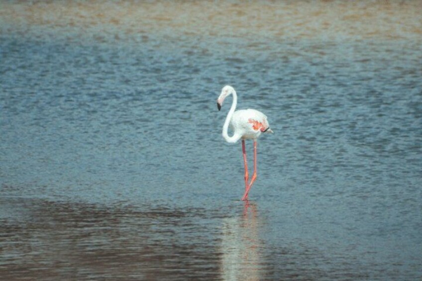 A white bird with a pink beak and legs standing in water. 2