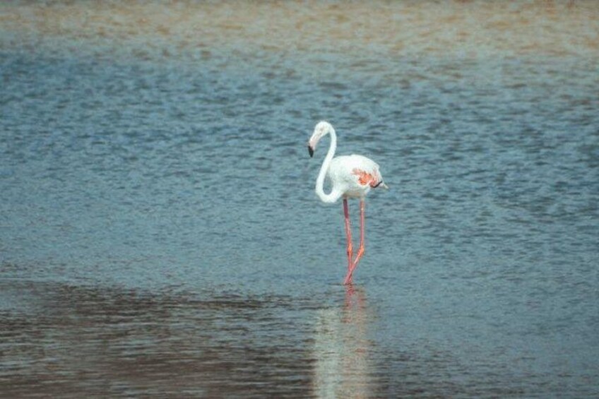 A white bird with pink legs standing in water. 2