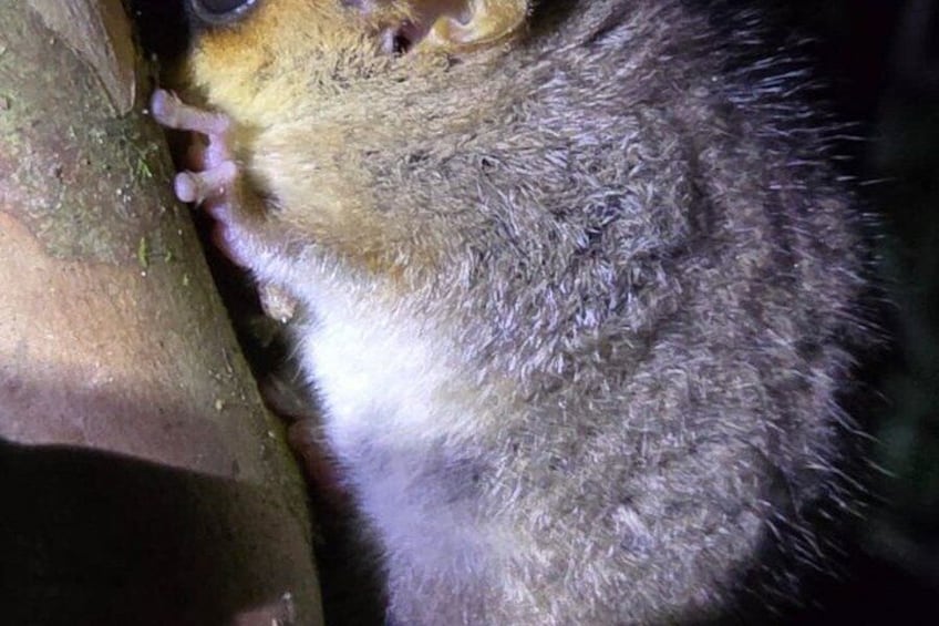 4-Day Aye-Aye lemurs Tour to Andasibe and Palmarium Reserve 2
