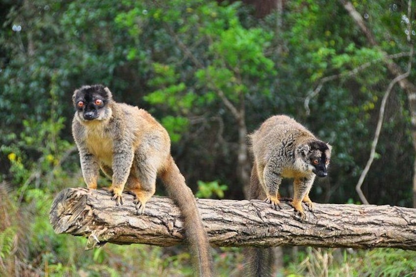 4-Day Aye-Aye lemurs Tour to Andasibe and Palmarium Reserve 1