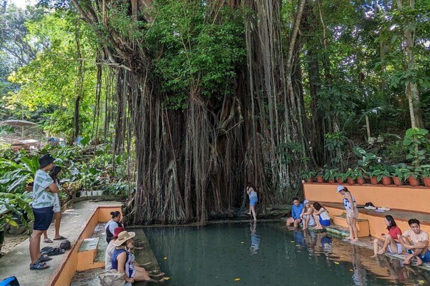 A group of people sitting and standing by a pool surrounded by lush greenery and a large tree with extensive roots. 4