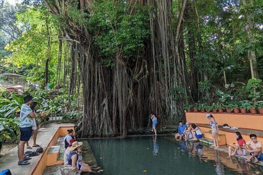 Un groupe de personnes se détend au bord d’une piscine, entouré d’une végétation luxuriante et d’un grand arbre aux racines imposantes. 2