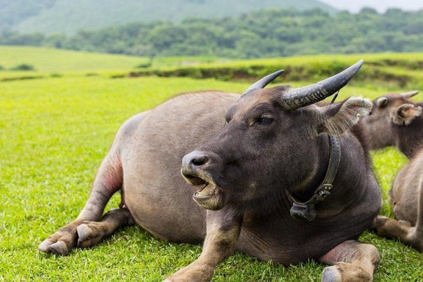 Yangmingshan Half Day Tour in Taipei 3