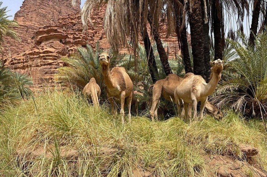 Camels in a natural setting with red rock formations and palm trees. 2