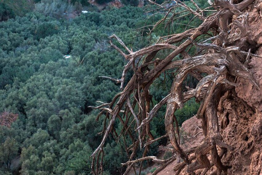 A rugged tree trunk with twisted branches, a dense forest in the background, and a rocky outcrop. 2