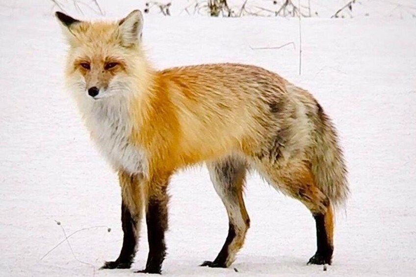 Yellowstone Winter Wildlife & Snowshoe Tour | PRIVATE 1