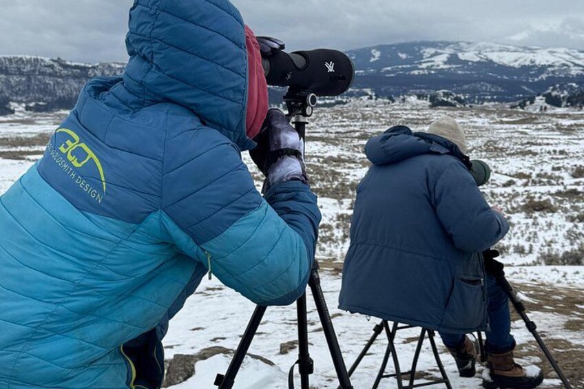 Wolf watching with Rick McIntyre. 2