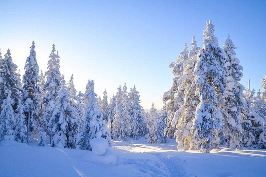 A snowy forest with tall evergreen trees and a clear blue sky. 5