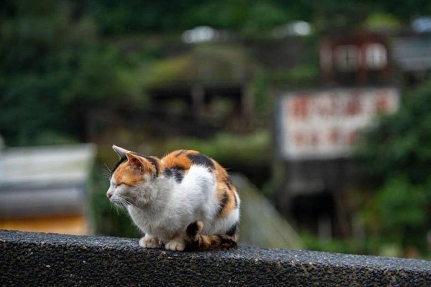 Houtong Cat Village 1