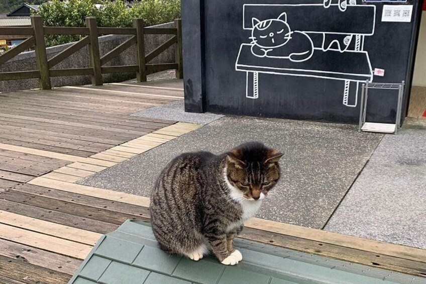 Taiwan, Houtong Cat Village 2