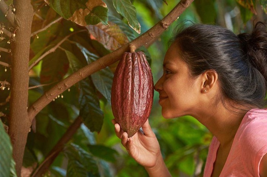 Iemand houdt een cacaovrucht van een cacaoboom vast. 1