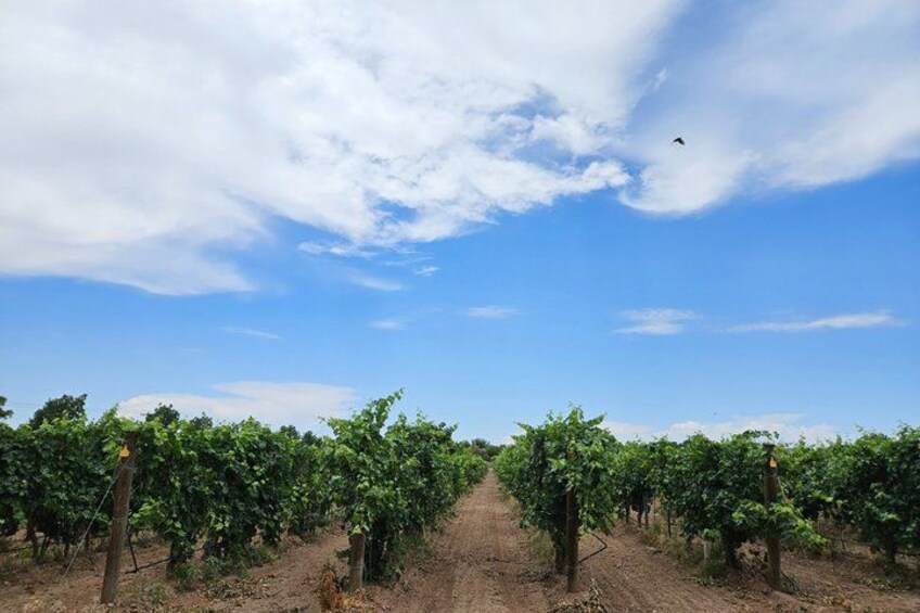 A vineyard with rows of grapevines under a clear sky. 3
