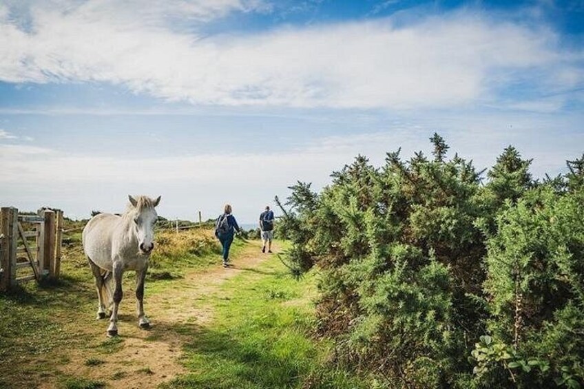 Ein weißes Pferd, ein Feldweg und eine Person zu Fuß. 5