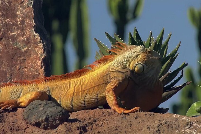 A lizard with spiky back and orange coloration resting on a rocky surface. 2