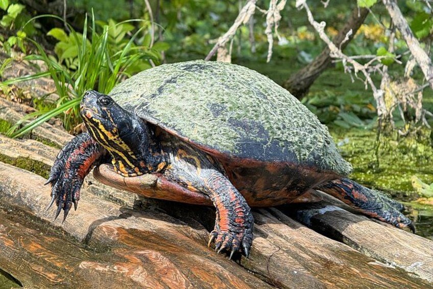 Une tortue sur une bûche, entourée de verdure. 5