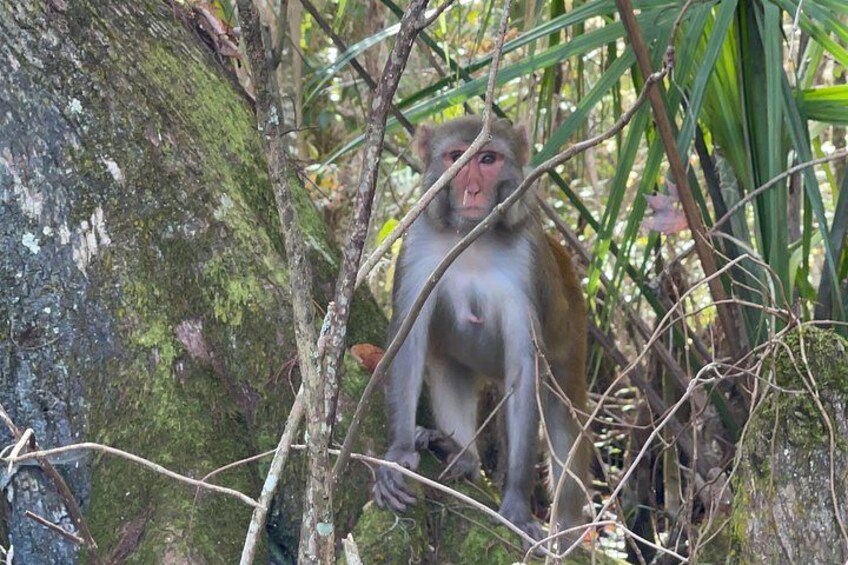Un singe est assis sur une branche d’arbre recouverte de mousse, entouré de feuillage. 4