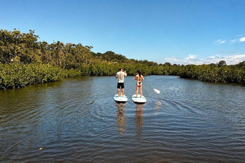 Two people paddleboarding on a calm river surrounded by dense mangrove vegetation. 4