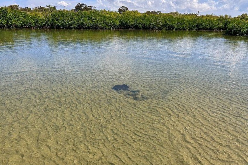 A clear shallow water body with a visible sandy bottom and a dense green vegetation line in the background. 5
