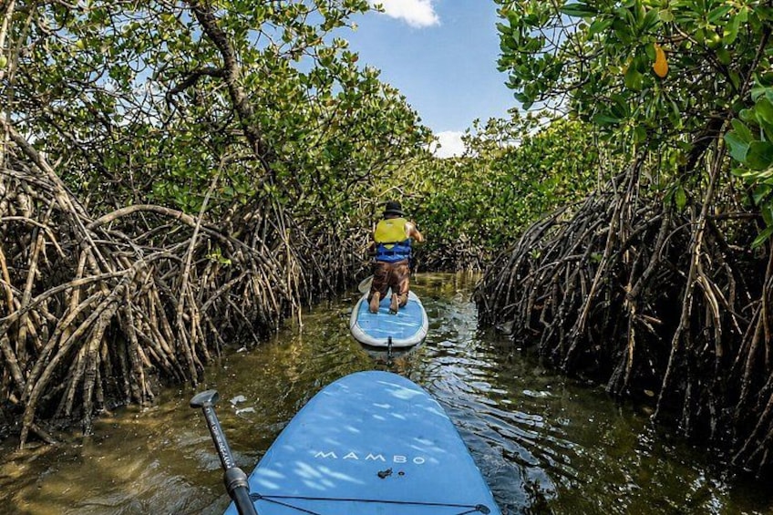 A person paddleboarding through a mangrove forest. 3