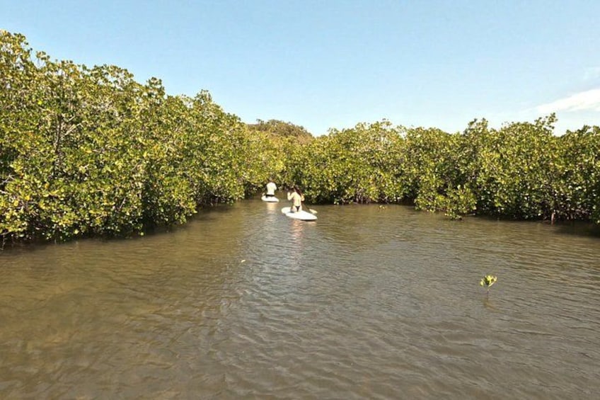 A river surrounded by dense mangrove trees with two people paddling in the water. 2