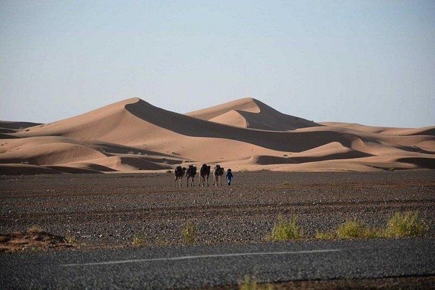 A group of camels walking across a desert landscape with sand dunes in the background. 1