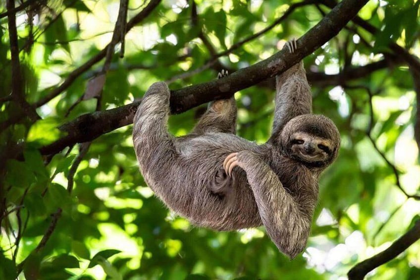 A sloth hanging from a tree branch in a forest. 4