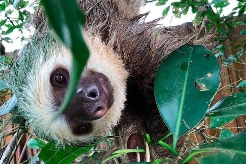 A sloth with a relaxed expression, surrounded by green foliage. 2