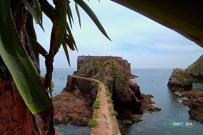 Fortaleza Berlenga 5