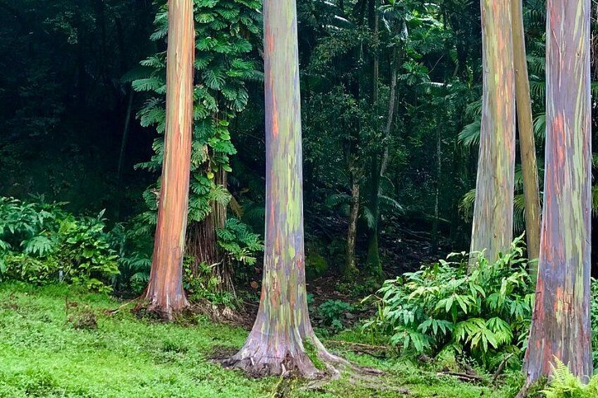 Private Unique Road to Hana Adventure 4