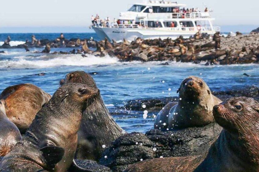 Un grupo de lobos marinos en una costa rocosa con un bote al fondo. 1