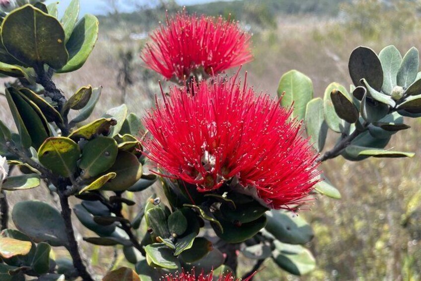Une fleur rouge en forme de plumeau, avec des feuilles vertes. 5