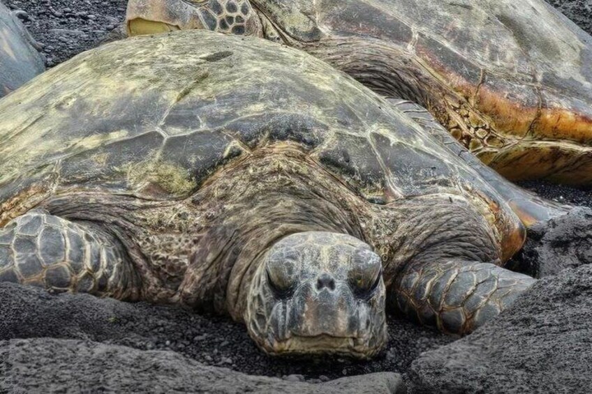 Une tortue de mer sur une plage. 4