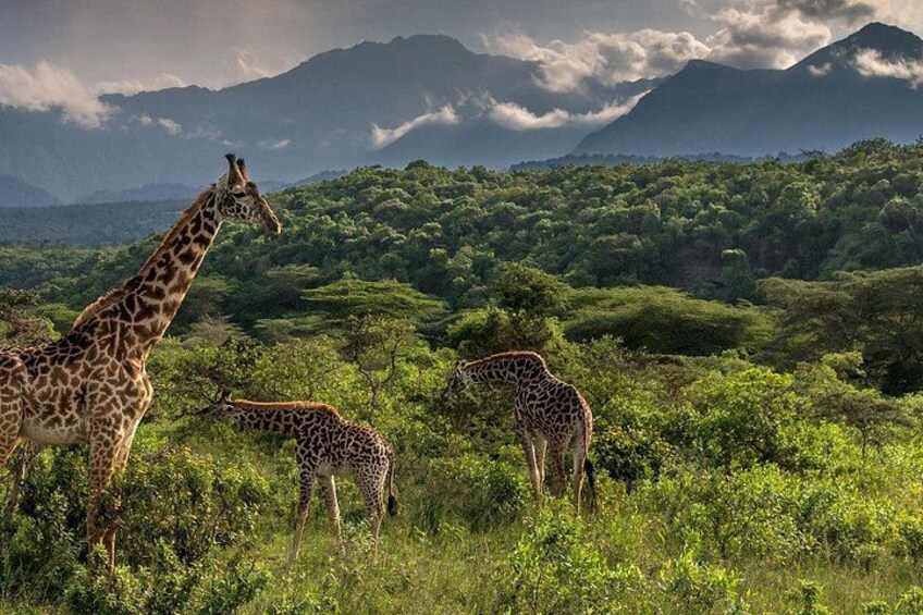 A giraffe in a grassy field with mountains in the background. 2