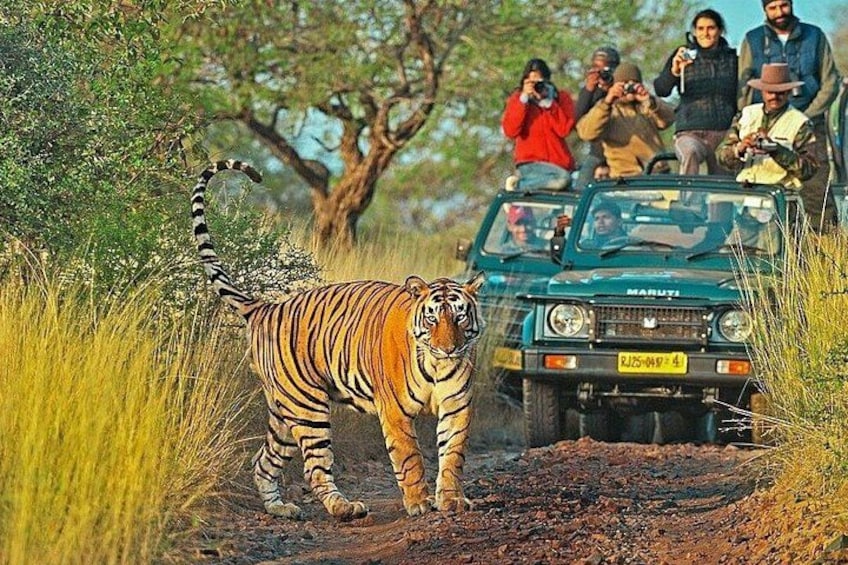 A tiger walking on a dirt path with a vehicle and people in the background. 1