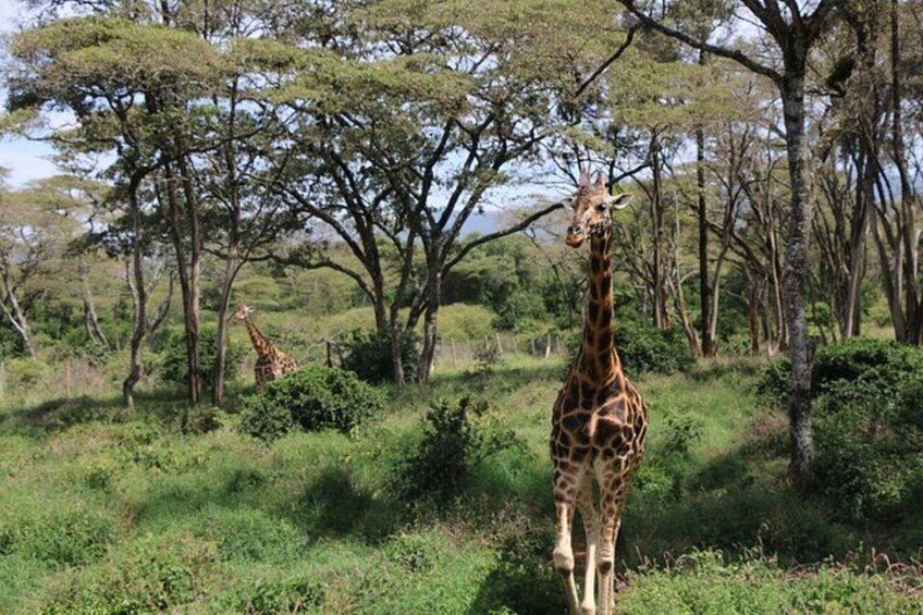 A giraffe standing in a grassy area with trees in the background. 2