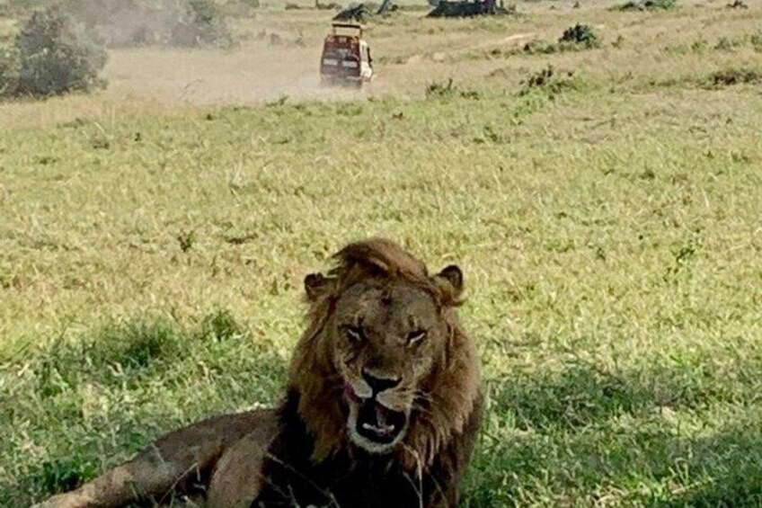 A lion lying in a grassy field with a vehicle in the background. 5