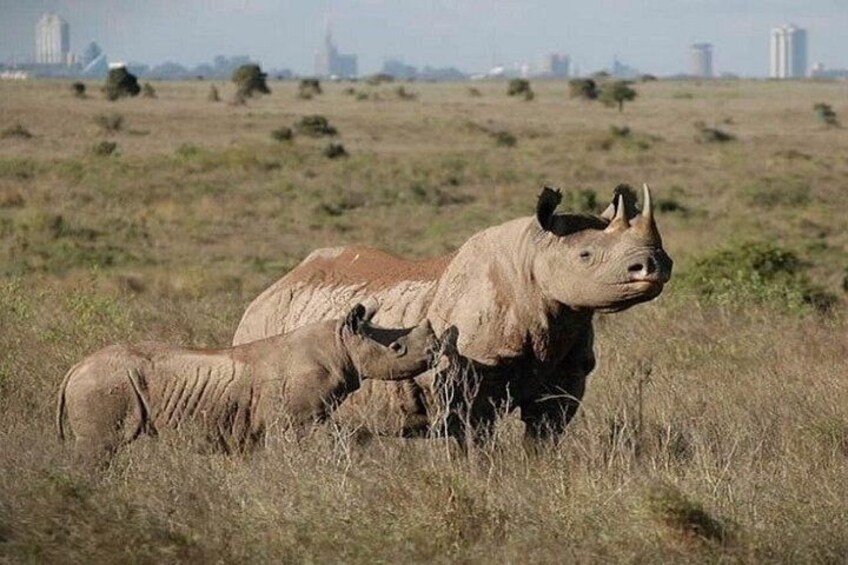 A rhinoceros and its calf in a grassy field with distant buildings. 4