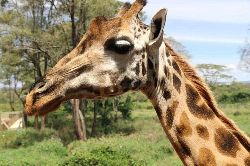 A giraffe with a patterned coat and a visible eye. 3