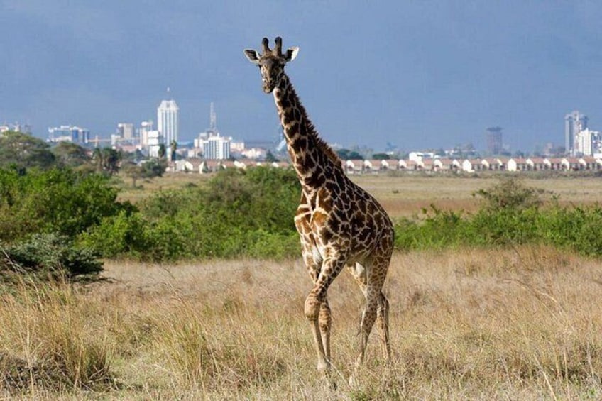 A giraffe standing in a grassy field with a cityscape in the background. 1