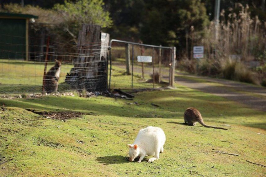 Bruny Island White Wallabies 2
