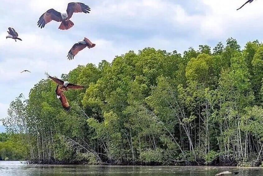 Langkawi Mangrove & Bat Cave Expedition: Sharing Boat With Option 2