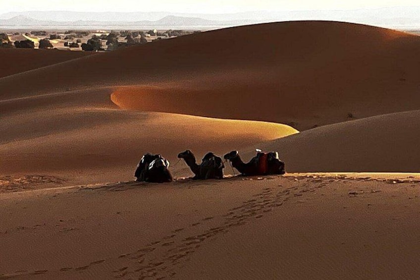 Fes: Best Fez to Marrakech via Merzouga Desert Dunes, 3 Days Tour 2