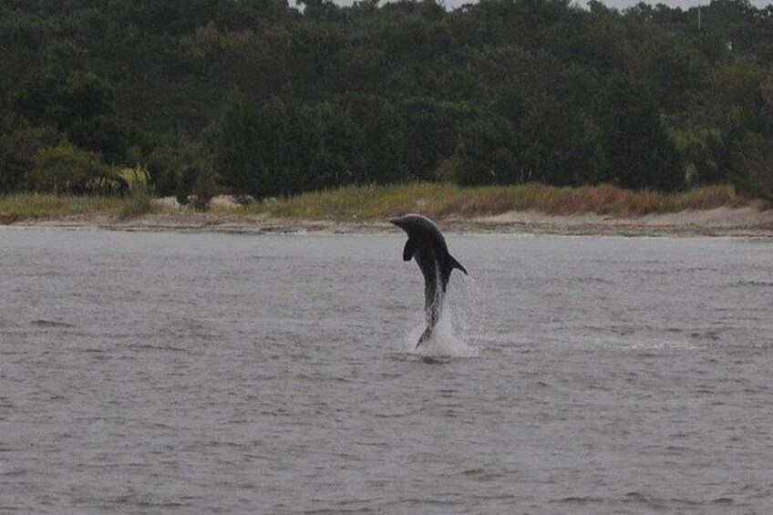 Charleston Dolphin Tour - Private up to 10 5