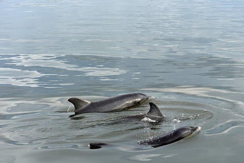 Charleston Dolphin Tour - Private up to 10 3
