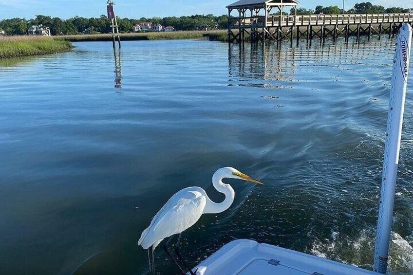 Charleston Dolphin Tour - Private up to 10 4
